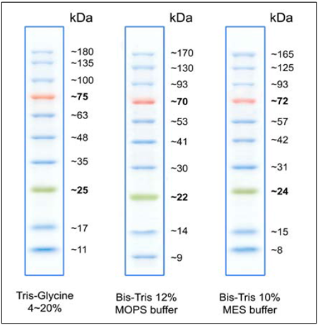 Molecular Weight Markers