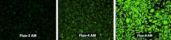 The 8 Best Green Fluorescent Calcium Indicators