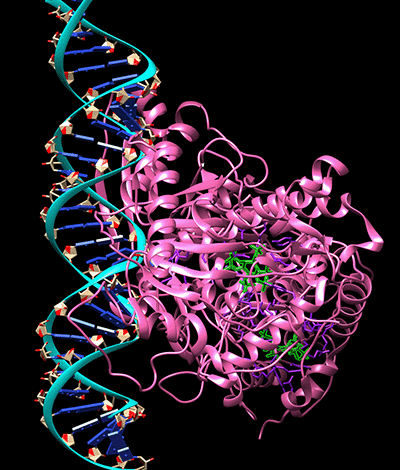 ADAR1: Editor-in-Chief of Innate Immunity