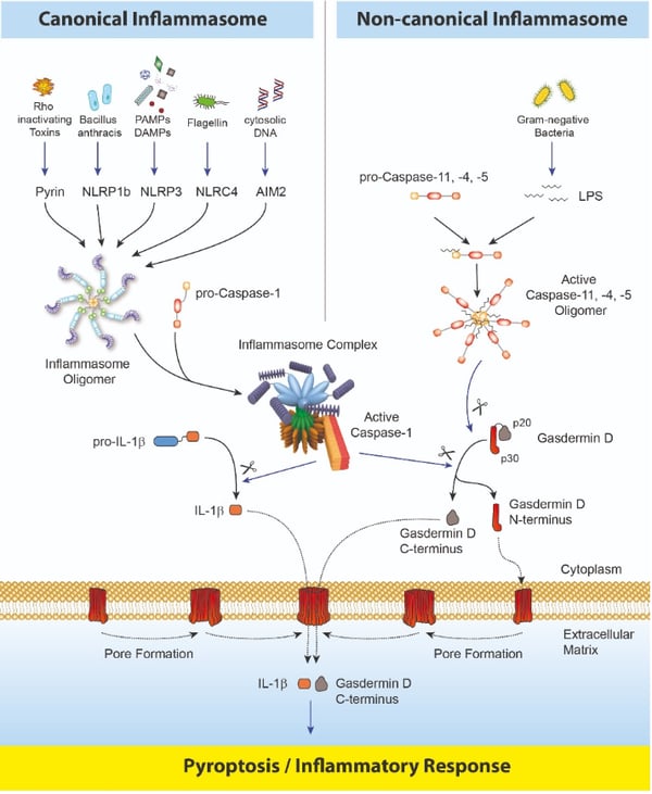 Inflammasomes and Gasdermin D Signaling Pathways