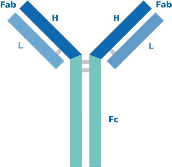 How to Select the Best Secondary Antibody