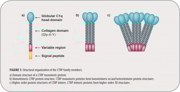 Adiponectin