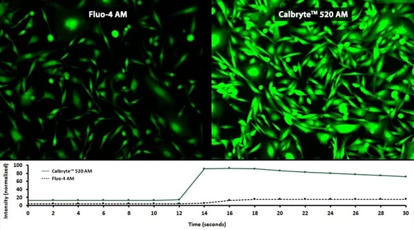 How to Select a Calcium Indicator?