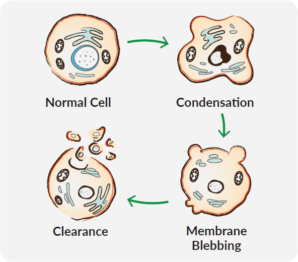 How Did My Cells Die? Choosing the Right Apoptosis Assay