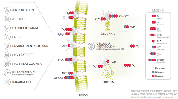 How to Pick an Oxidative Damage Assay?
