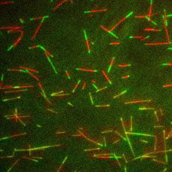 FAQ for Actin and Tubulin