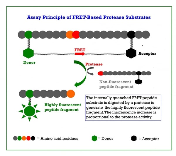 FRET Substrates for COVID-19 Vaccine Development