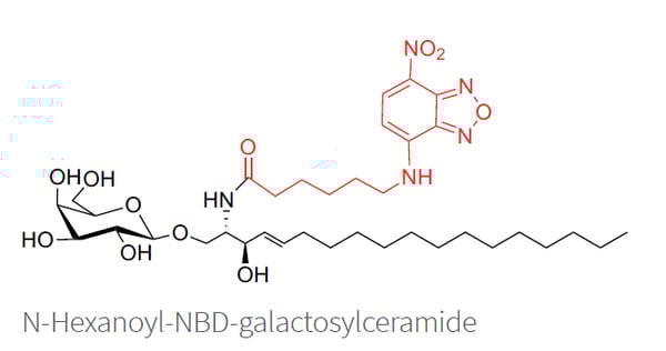 Fluorescent Galactosylceramides