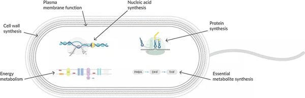 How Do Antibiotics Affect Nucleic Acid Synthesis?