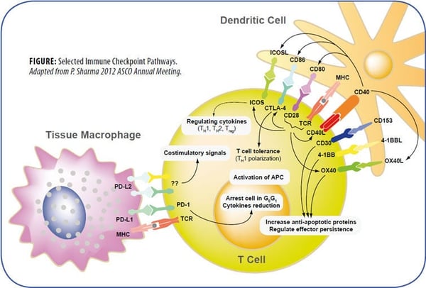 Immune Checkpoints