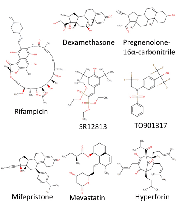 Species Differences in Pregnane X Receptor Activation
