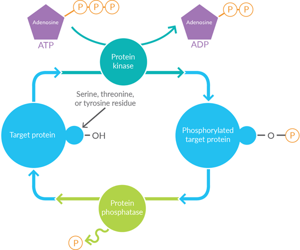 Comprehensive Toolkit Targeting Kinases