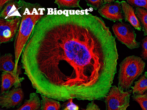 Labeling Kits from AAT Bioquest bring Color to your Lab!