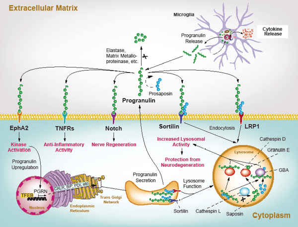 Progranulin – Marker of Neuroinflammation
