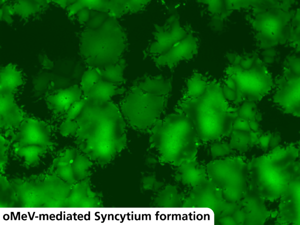 Oncolytic Virotherapy: Harnessing Viruses to Combat Cancer
