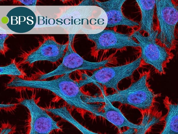 HeLa, CHO, HEK293T, Jurkat and More: Cell Lines from BPS Bioscience for Your Research