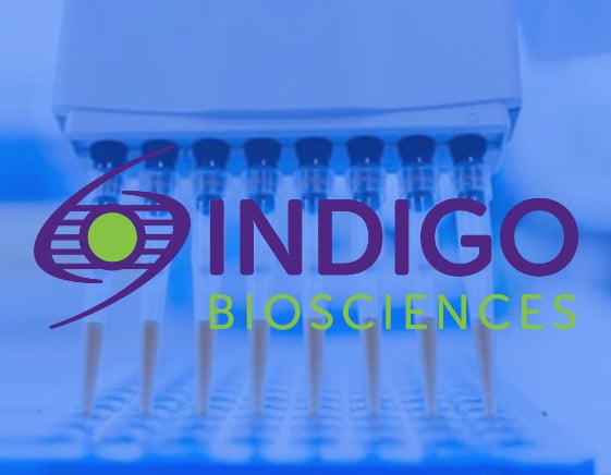 Light it up: Illuminating Research with INDIGO's Luciferase Reporter Assays