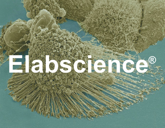 Zellsterben nachverfolgen mit den Apoptose-Assays von Elabscience®
