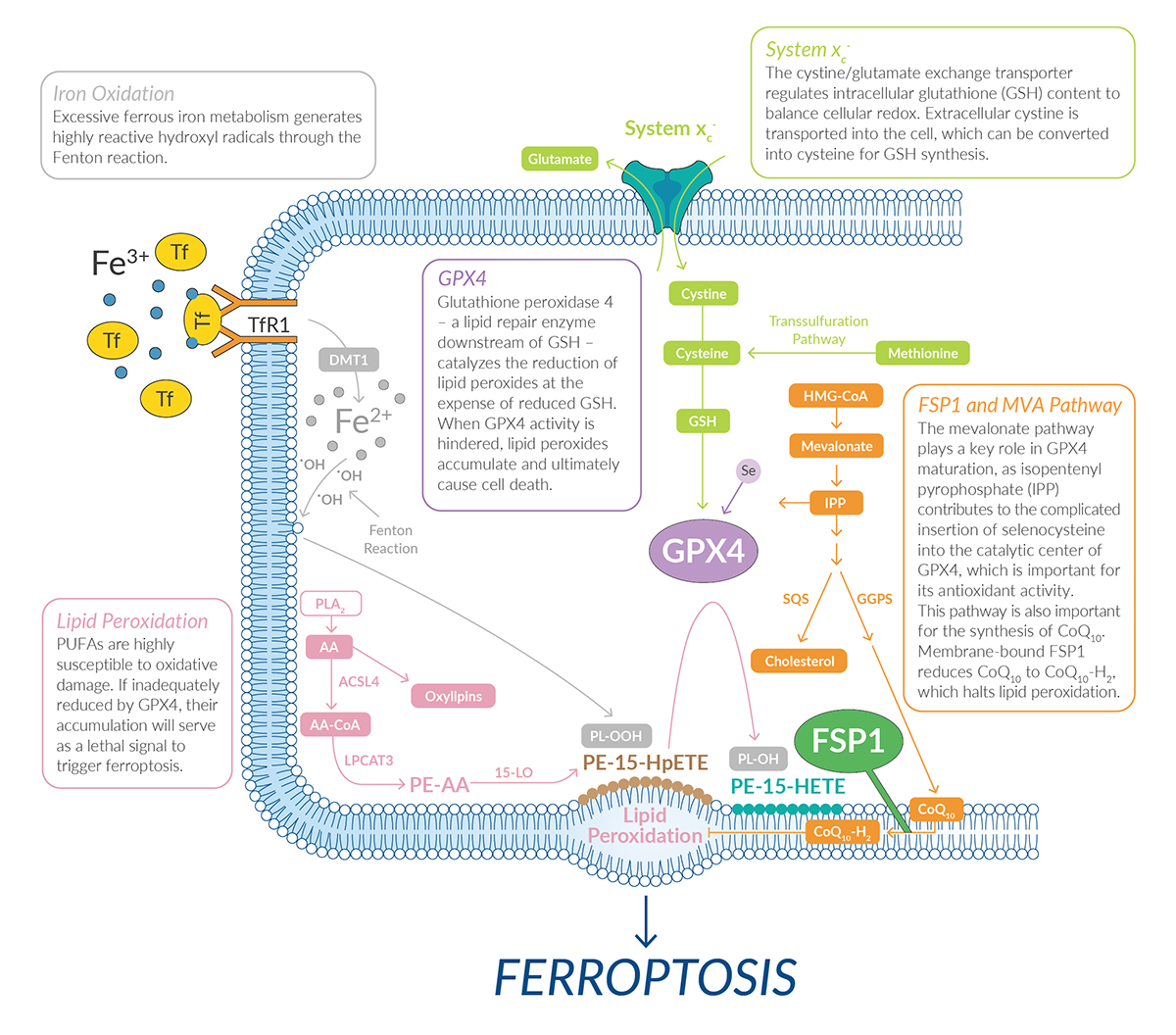 glutathione cellular antioxidant 250 mg benefits Frontiers